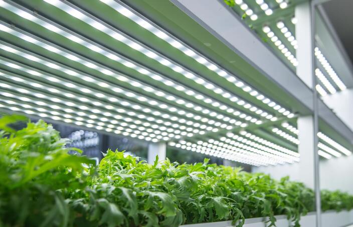 Application cases of ENELTEC brand LED plant growth lights in Europe Application cases of ENELTEC brand LED plant growth lights in Europe
