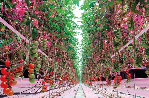 British Tomato Growers: LED Plant Grow Lights British Tomato Growers: LED Plant Grow Lights
