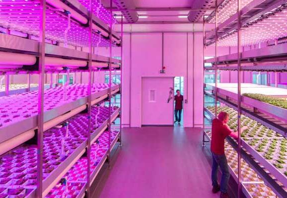 Global and Chinese LED Grow Light Market StatusGlobal and Chinese LED Grow Light Market Status Global and Chinese LED Grow Light Market StatusGlobal and Chinese LED Grow Light Market Status