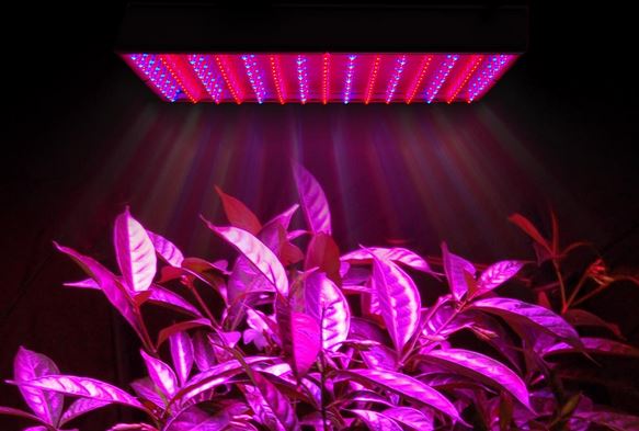 How-to-choose-the-LED-grow-light