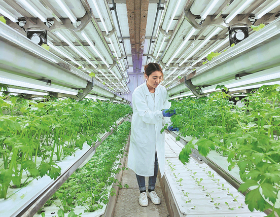 Hundreds of smart insect-killing lamps are helping to usher in a new era of smart agriculture in the Jingtoushan Management Area of Huangshi, Hubei Province Hundreds of smart insect-killing lamps are helping to usher in a new era of smart agriculture in the Jingtoushan Management Area of Huangshi, Hubei Province