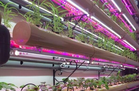 In 2016 LED lighting plants application prospect In 2016 LED lighting plants application prospect