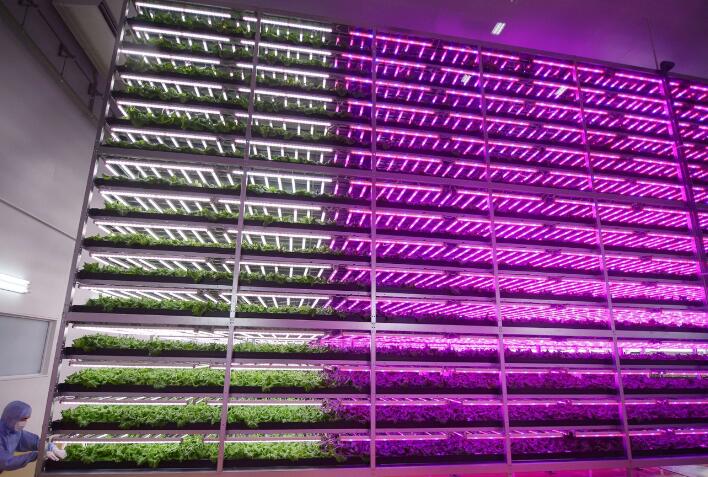 Japan's-7-11-will-also-build-a-large-LED-plant-factory Japan's-7-11-will-also-build-a-large-LED-plant-factory