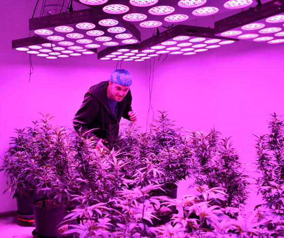 LED Grow Lights marijuana sales increase LED Grow Lights marijuana sales increase