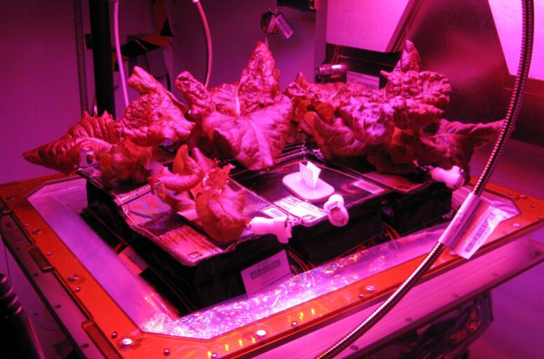 NASA builds LED lighting space farm NASA builds LED lighting space farm