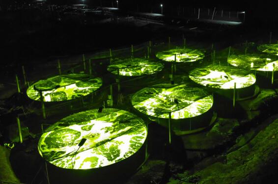 Signify launches solar LED aquaculture lights Signify launches solar LED aquaculture lights