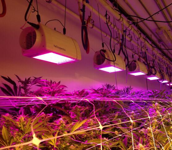 The advantages of LED Grow Light is obviously